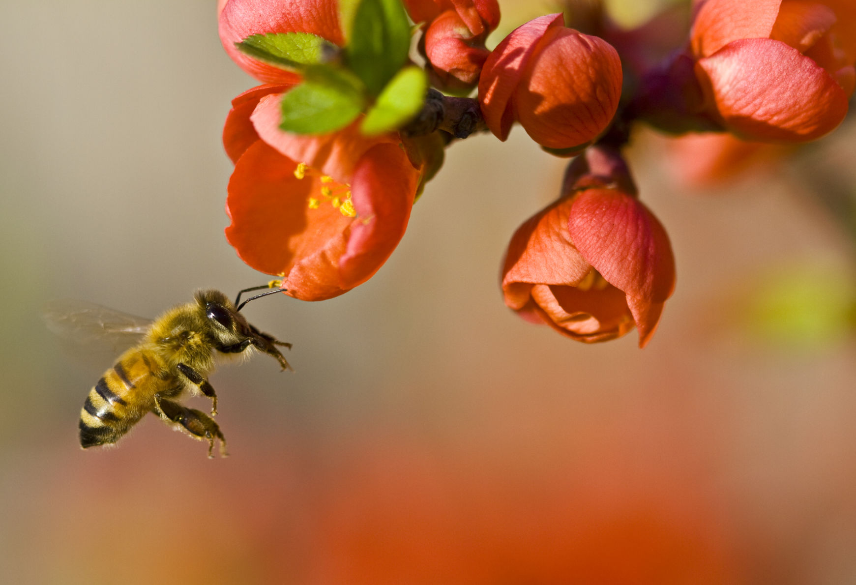 Bee pollinating